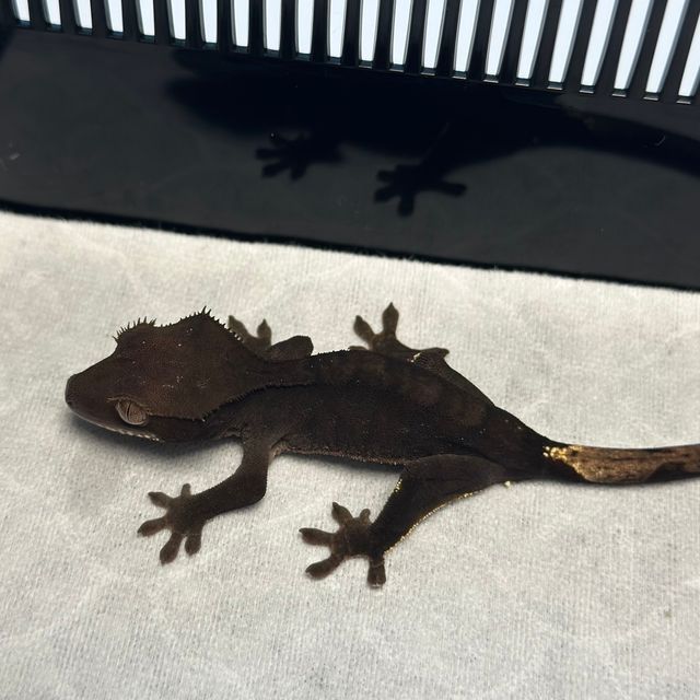알티 챠콜