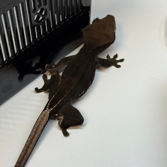 슈퍼스트라이프 챠콜