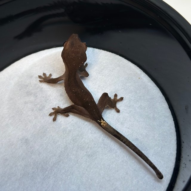 100%헷아잔틱 챠콜 카푸치노