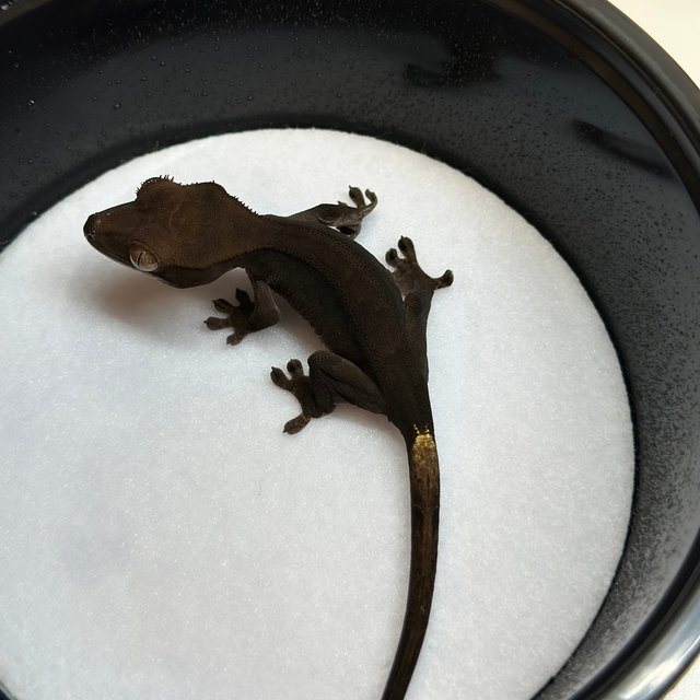 챠콜 팬텀 카푸치노