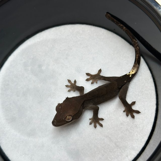 챠콜 팬텀 카푸치노