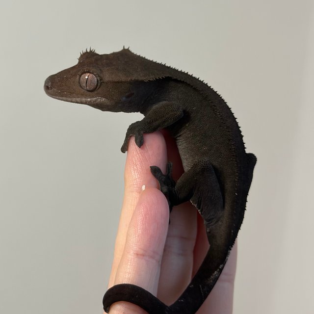팬텀 아잔틱