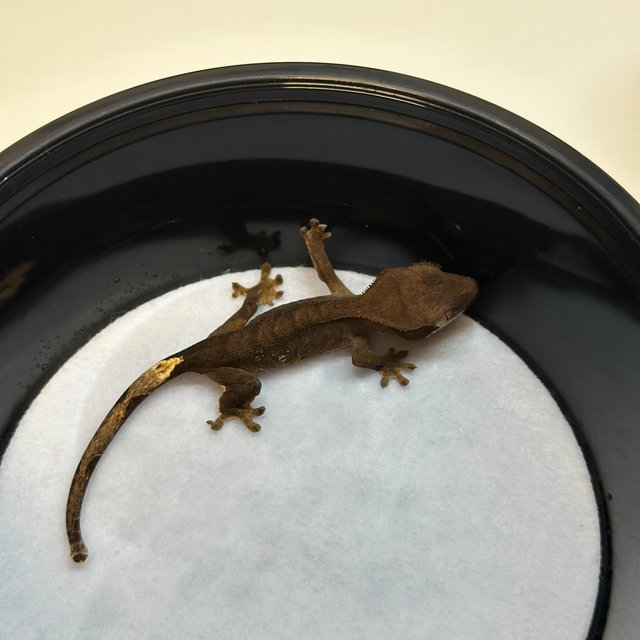 100%헷아잔틱 챠콜