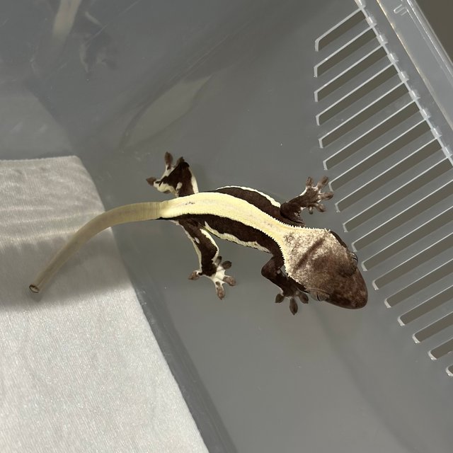 솔리드백 릴잔틱