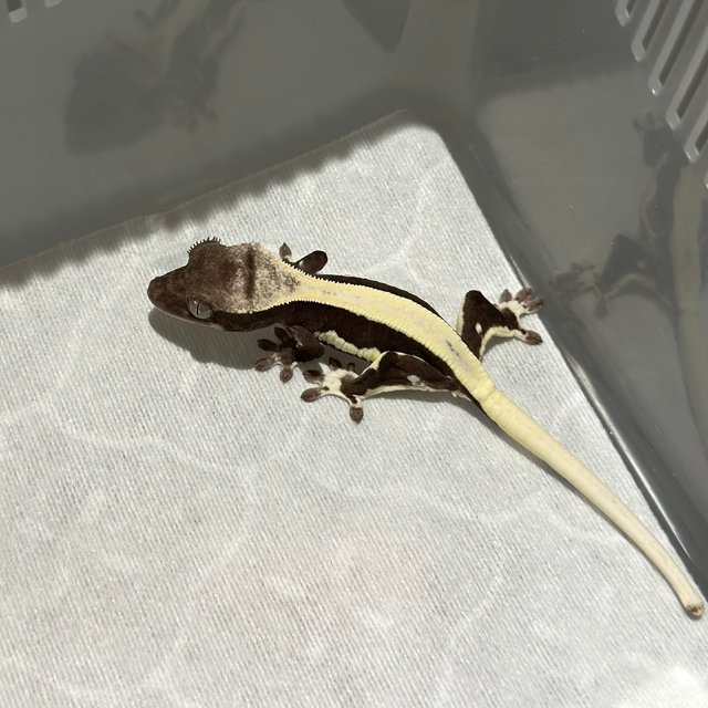 솔리드백 릴잔틱