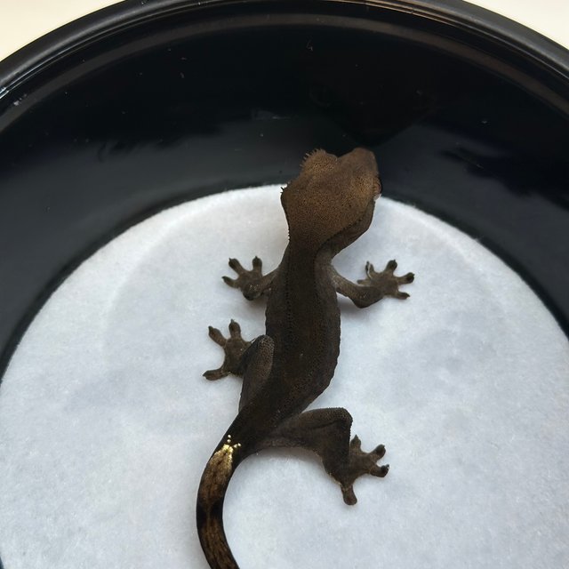 챠콜 팬텀 카푸치노