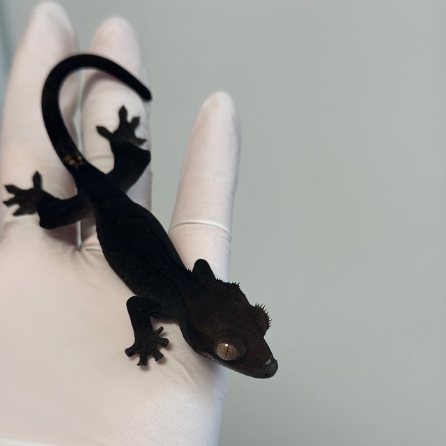 챠콜 팬텀 카푸치노