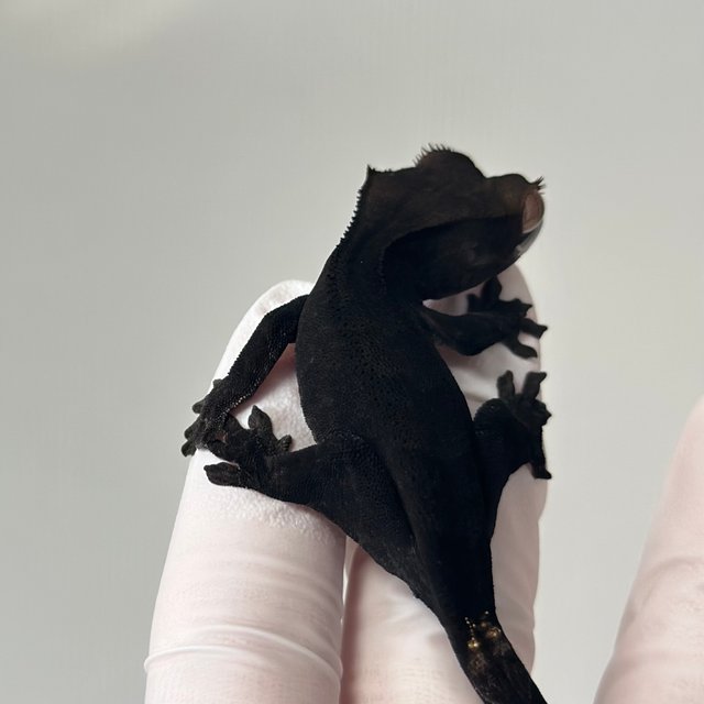 챠콜 팬텀 카푸치노