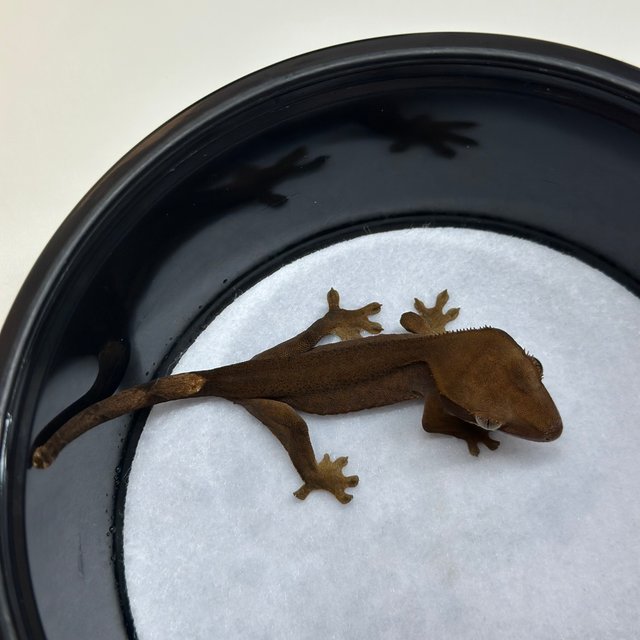 100%헷아잔틱 챠콜