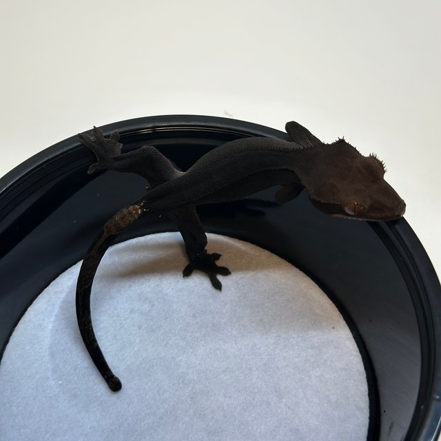 챠콜 팬텀 카푸치노