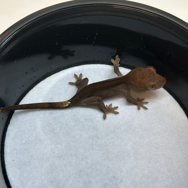 100%헷아잔틱 챠콜