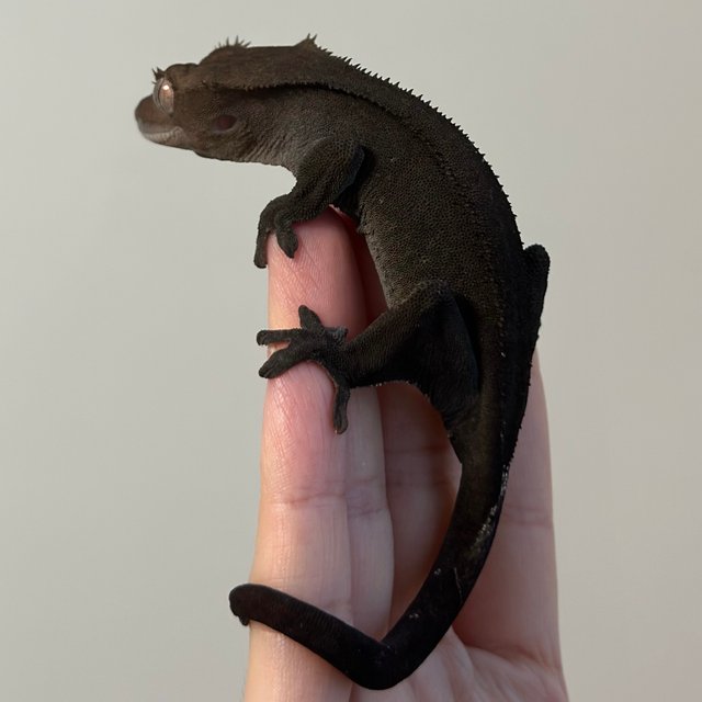 팬텀 아잔틱