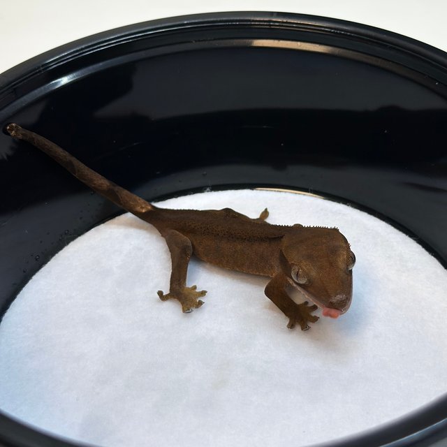 100%헷아잔틱 챠콜