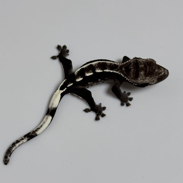 아잔틱