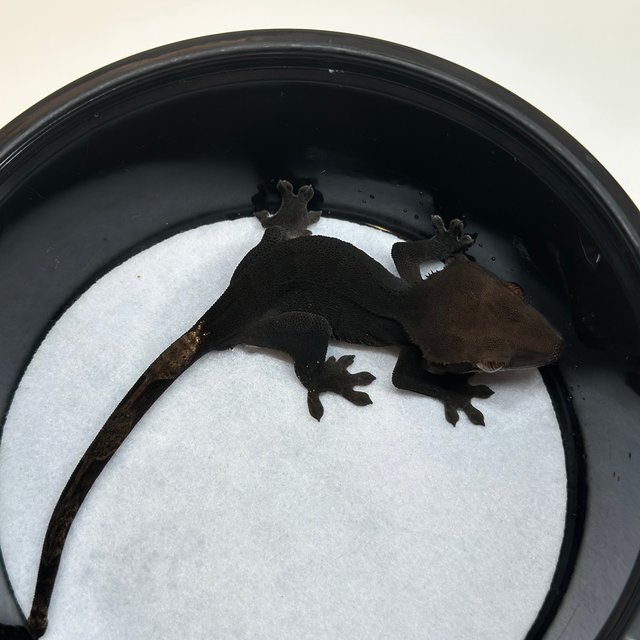 챠콜 팬텀 카푸치노