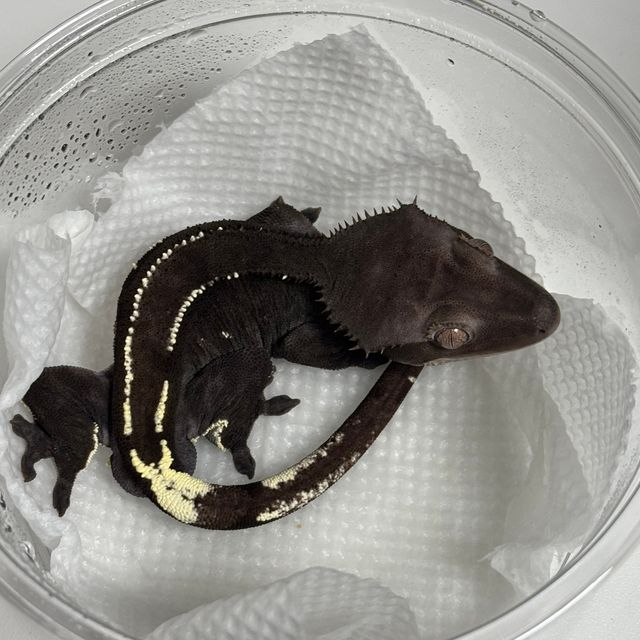 아잔틱