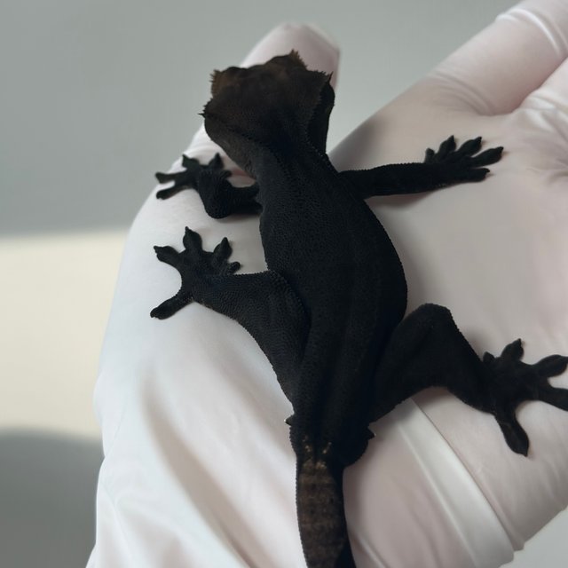 챠콜 팬텀 카푸치노