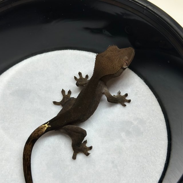 챠콜 팬텀 카푸치노