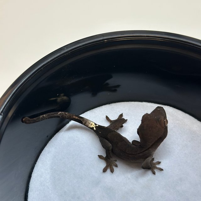 챠콜 팬텀 카푸치노