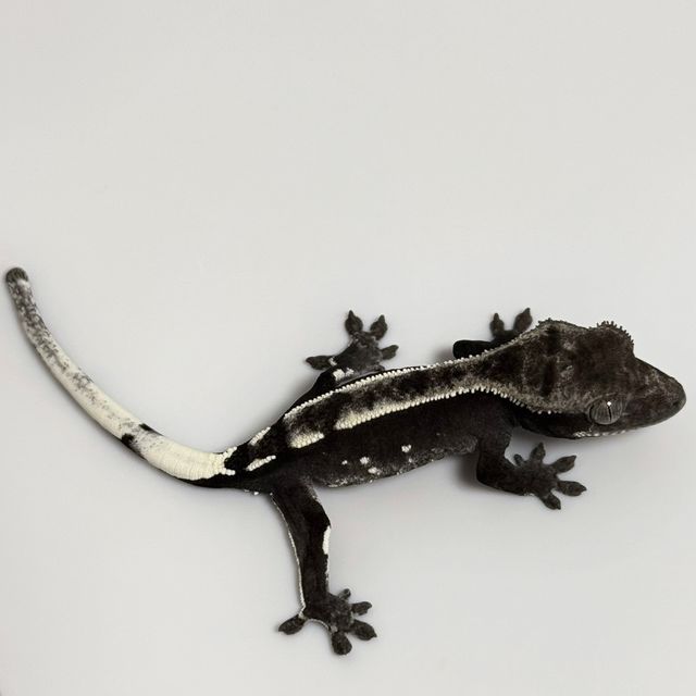 아잔틱
