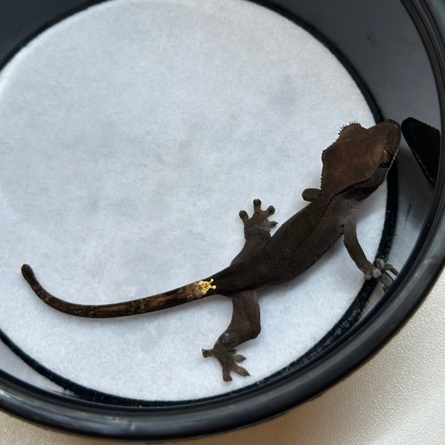 챠콜 팬텀 카푸치노