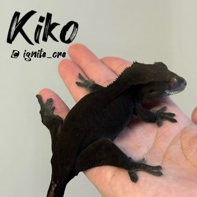 챠콜 팬텀 카푸치노