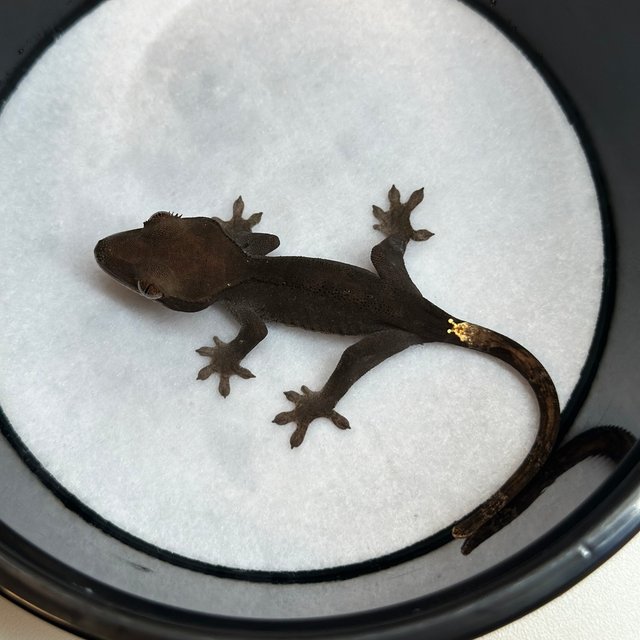 챠콜 팬텀 카푸치노