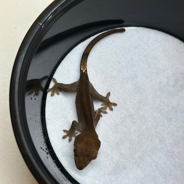 100%헷아잔틱 챠콜