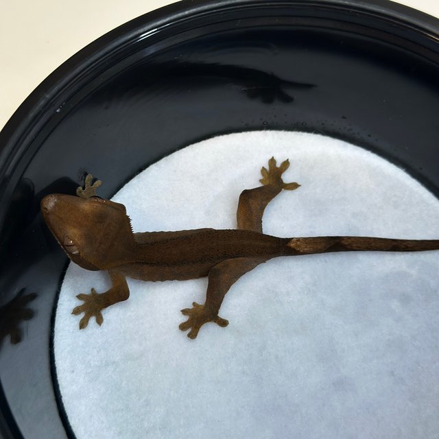 100%헷아잔틱 챠콜