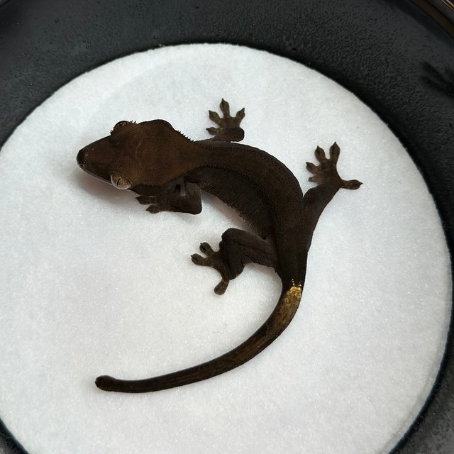 챠콜 팬텀 카푸치노