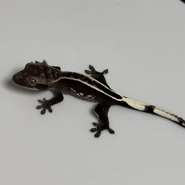 풀핀 아잔틱