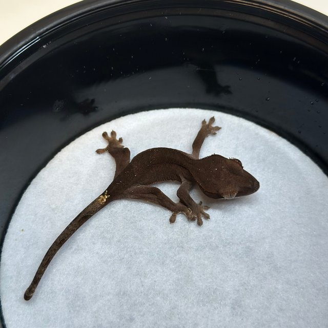 100%헷아잔틱 챠콜 카푸치노