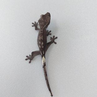 아잔틱