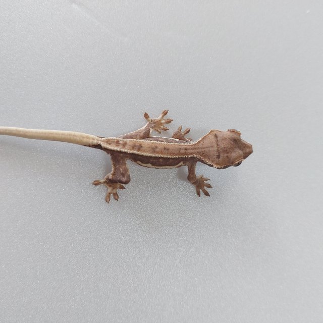 릴리100%헷아잔틱 100%헷아잔틱