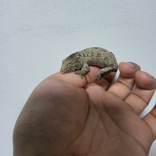 노멀 누아나 누아미