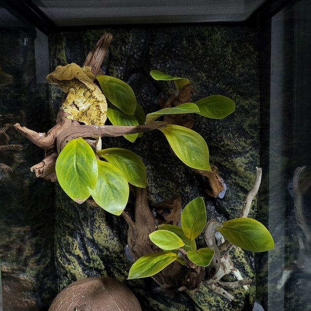 익스트림할리퀸 트라이