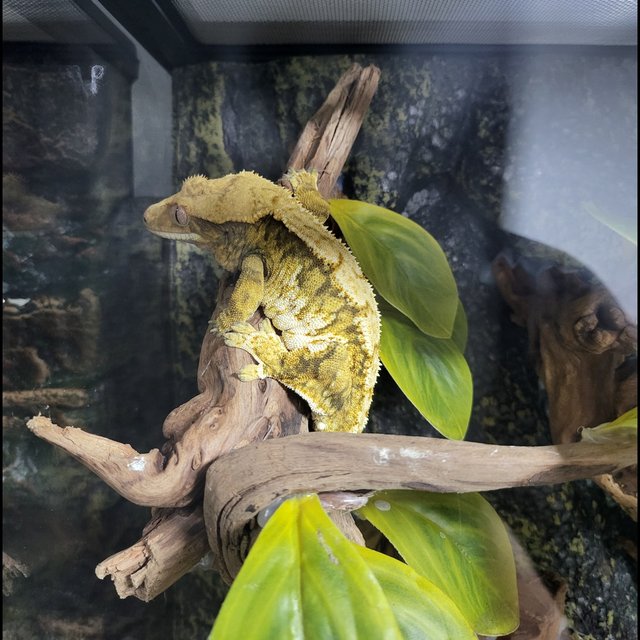 익스트림할리퀸 트라이