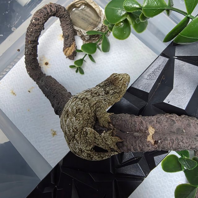 노멀 누아나 누아미