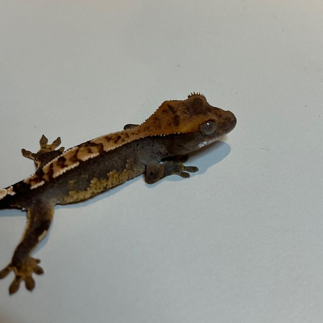 아잔틱