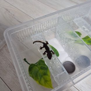 알티 챠콜