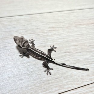 핀스트라이프 아잔틱