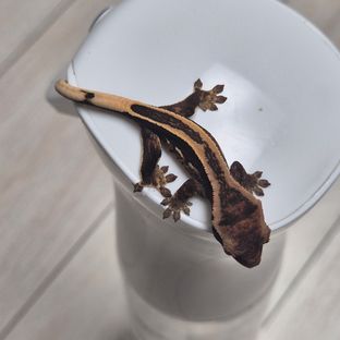 슈퍼스트라이프 오닉스 풀핀 엠티백
