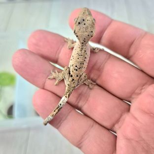 슈퍼달마시안