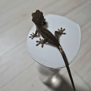 슈퍼스트라이프 챠콜