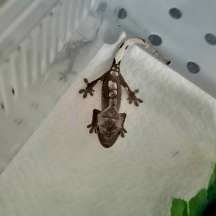 아잔틱