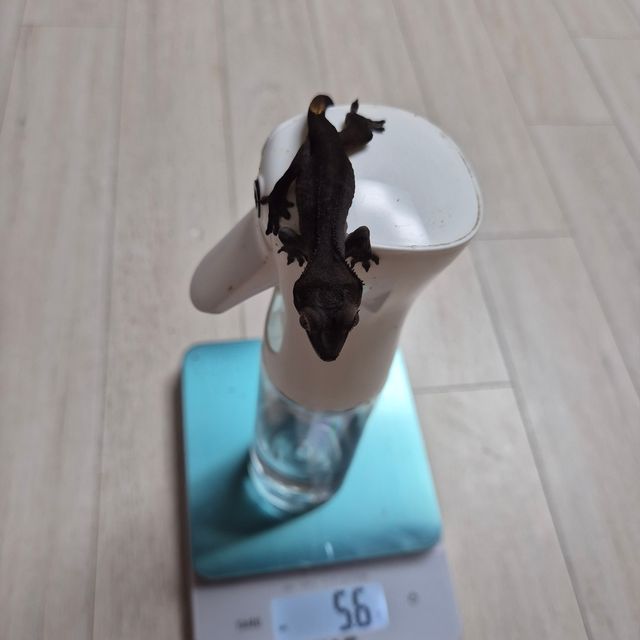 챠콜 알티