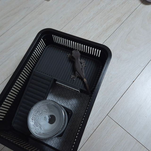 챠콜