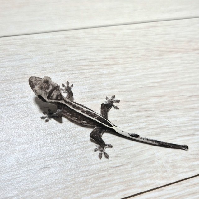 핀스트라이프 아잔틱