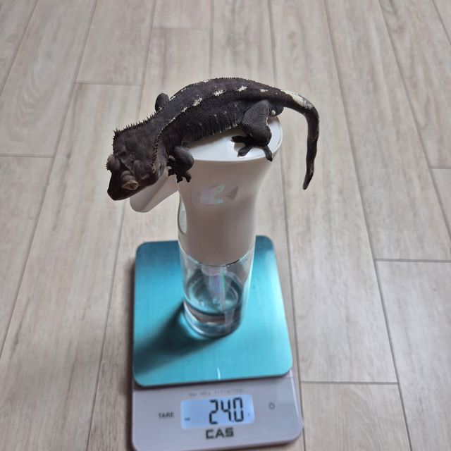 챠콜 아잔틱