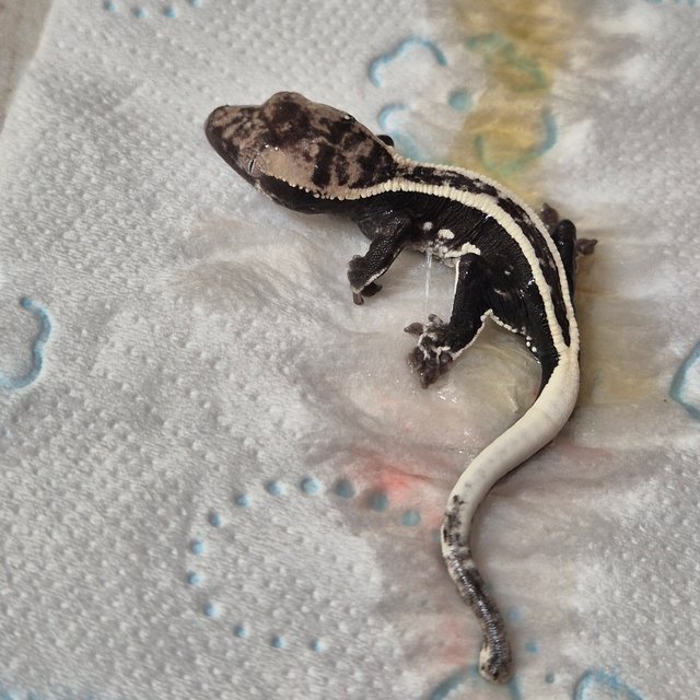 화이트핀 풀핀 아잔틱